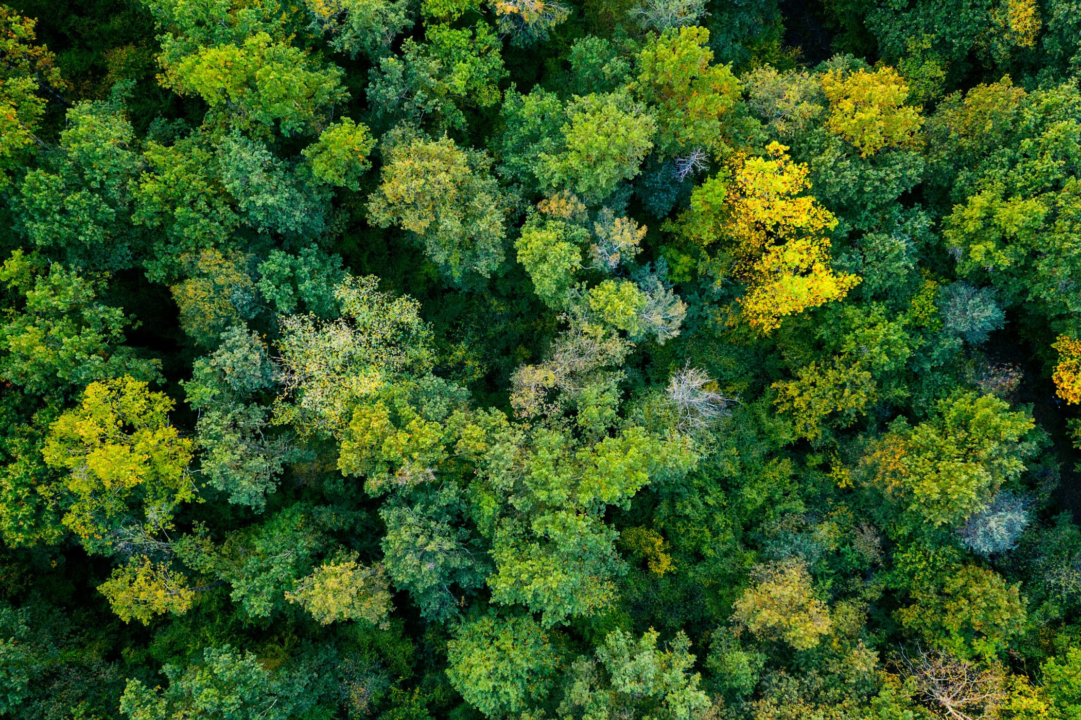 Aerial,Top,Down,View,Of,A,Green,Forest,,Drone,View,